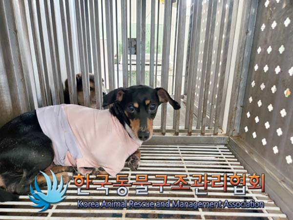 한국동물구조관리협회_441392202500035